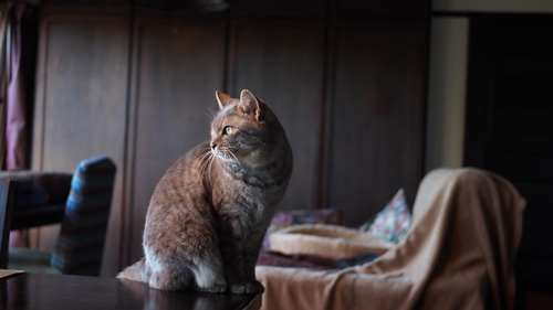 室内で振り返る猫ちゃん