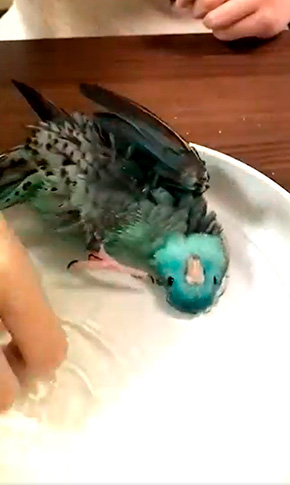 水浴びインコ