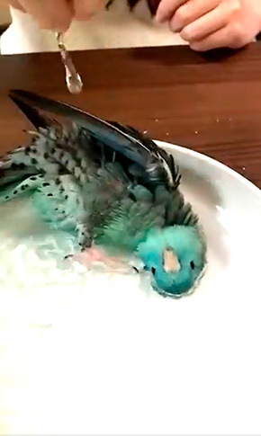 ターコイズくん