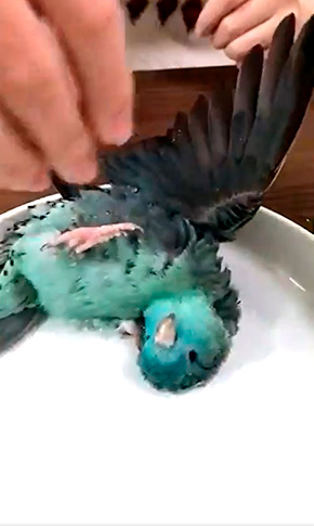 ターコイズくん