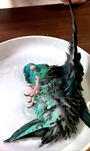 ターコイズくん