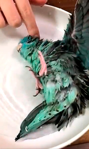 ターコイズくん