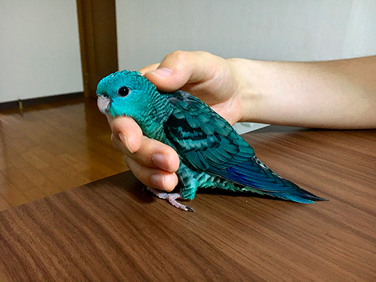 ターコイズくん