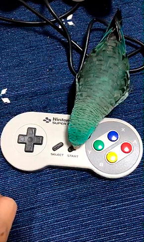 ターコイズくん