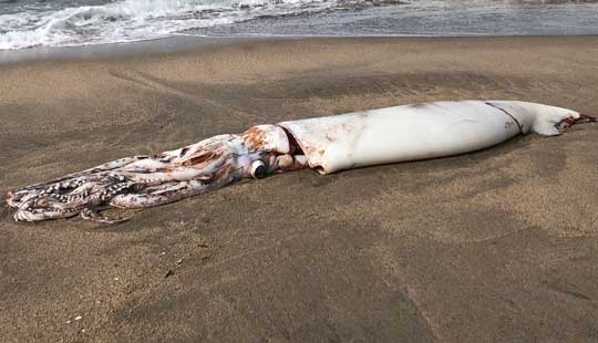 ダイオウイカ 落ちてる 海岸 巨大