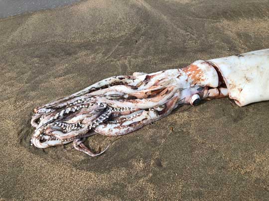 ダイオウイカ 落ちてる 海岸 巨大