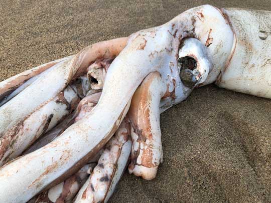 ダイオウイカ 落ちてる 海岸 巨大