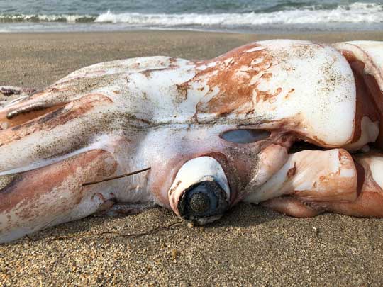 ダイオウイカ 落ちてる 海岸 巨大