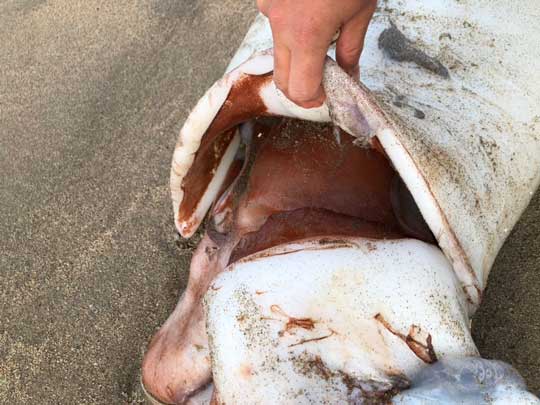 ダイオウイカ 落ちてる 海岸 巨大
