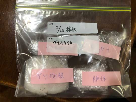 ダイオウイカ 落ちてる 海岸 巨大