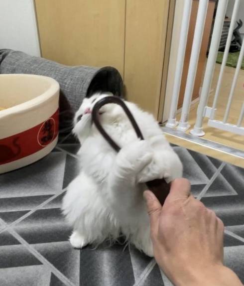 猫 雪之丞ちゃん ブラッシング拒否