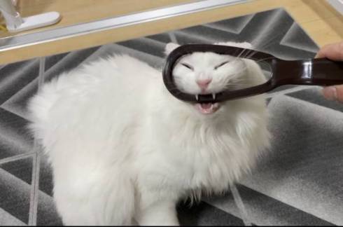 猫 雪之丞ちゃん ブラッシング拒否