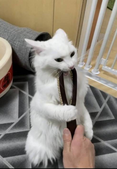 猫 雪之丞ちゃん ブラッシング拒否