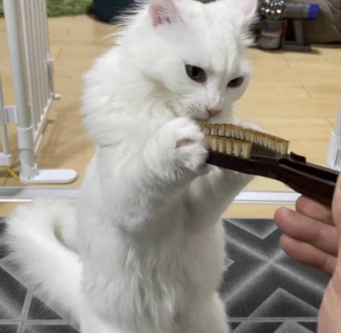 猫 雪之丞ちゃん ブラッシング拒否