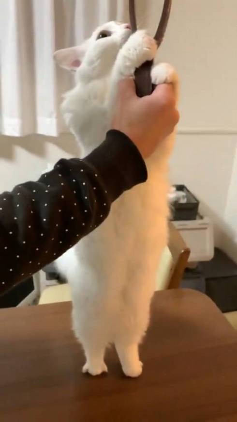 猫 雪之丞ちゃん ブラッシング拒否