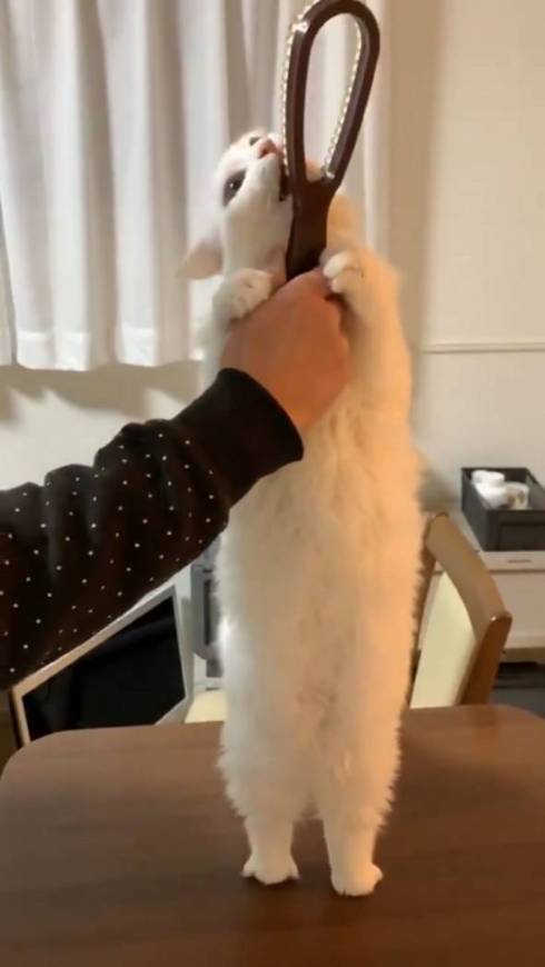 猫 雪之丞ちゃん ブラッシング拒否