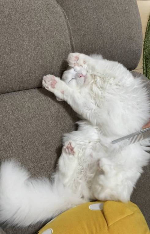 猫 雪之丞ちゃん ブラッシング拒否