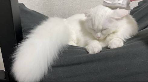 猫 雪之丞ちゃん ブラッシング拒否