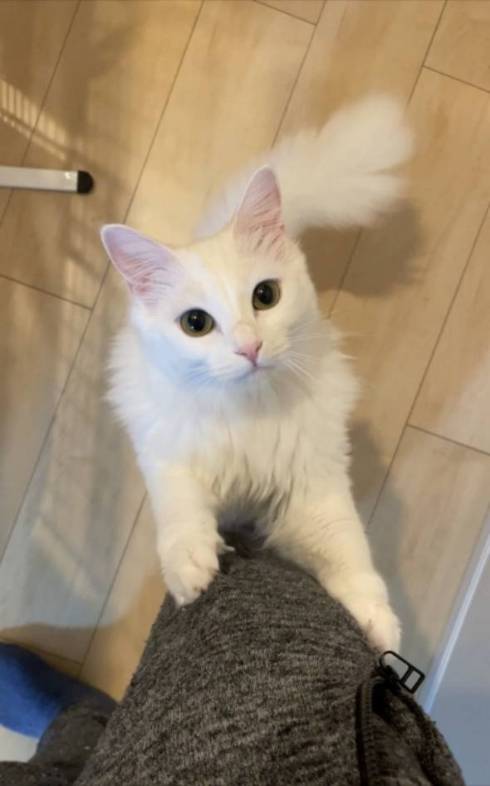猫 雪之丞ちゃん ブラッシング拒否