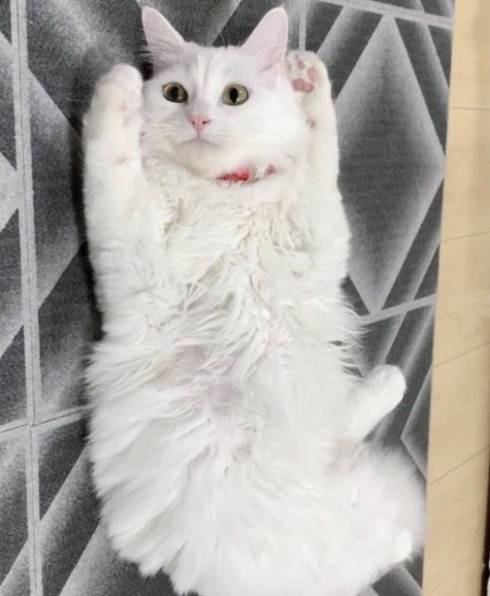 猫 雪之丞ちゃん ブラッシング拒否