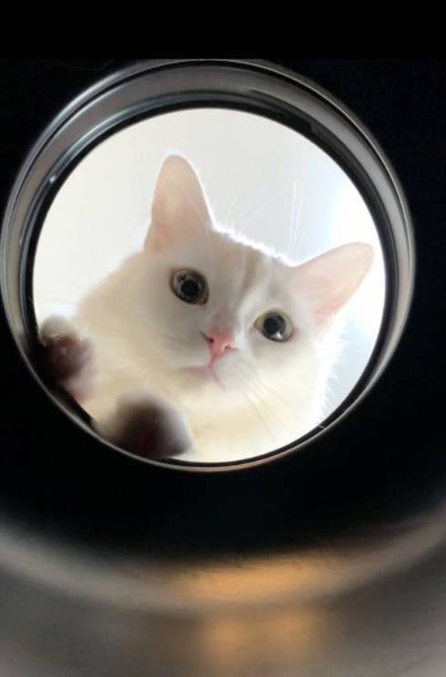 猫 雪之丞ちゃん ブラッシング拒否