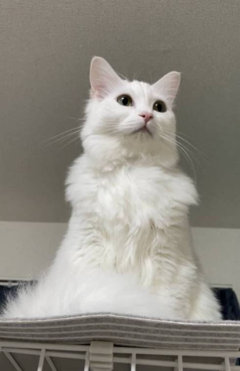 猫 雪之丞ちゃん ブラッシング拒否