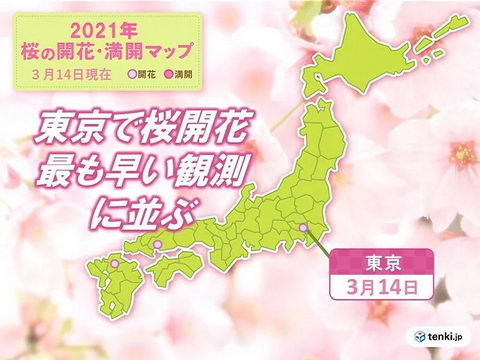 サクラサク