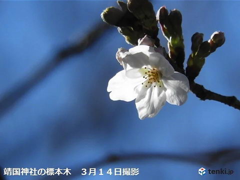 サクラサク