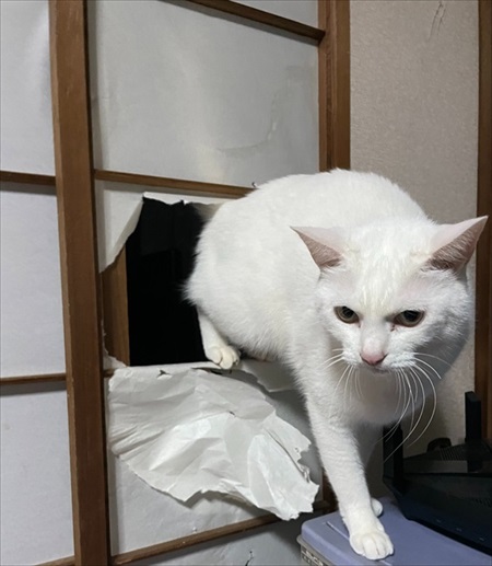 入口じゃないところから入る猫ちゃん