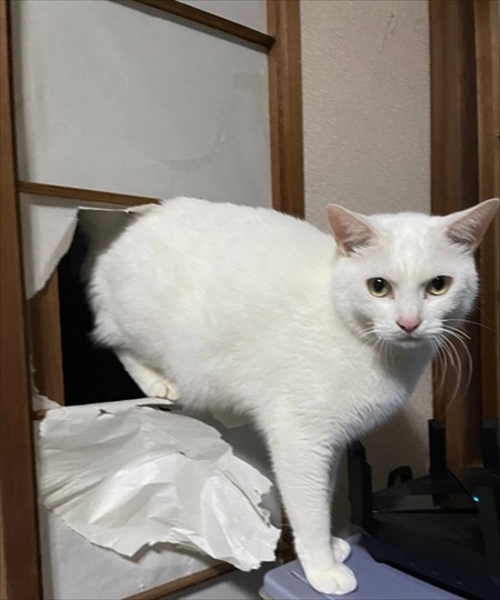 入口じゃないところから入る猫ちゃん