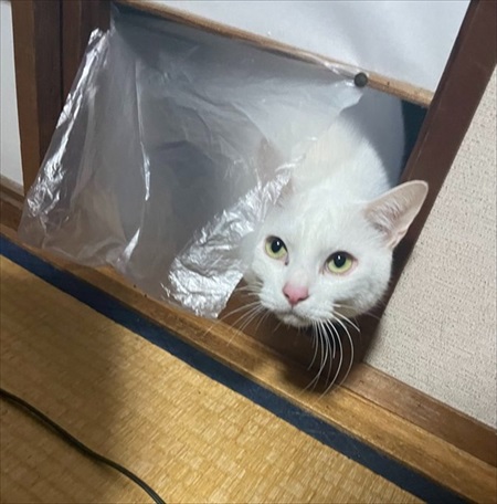 入口じゃないところから入る猫ちゃん