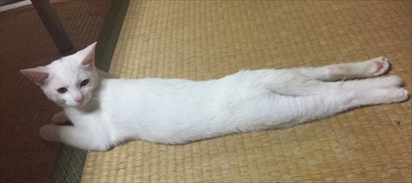 入口じゃないところから入る猫ちゃん
