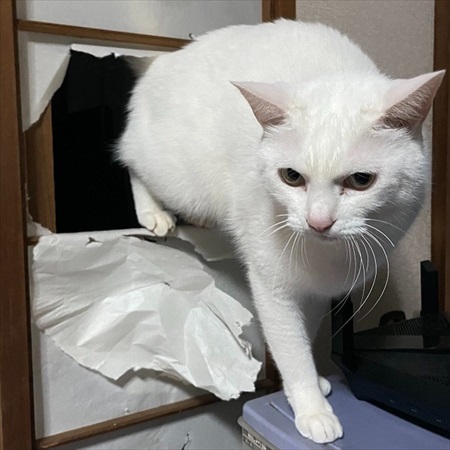 入口じゃないところから入る猫ちゃん