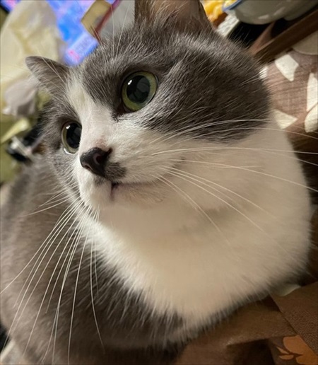 入口じゃないところから入る猫ちゃん