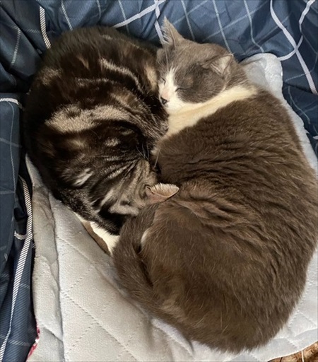 入口じゃないところから入る猫ちゃん