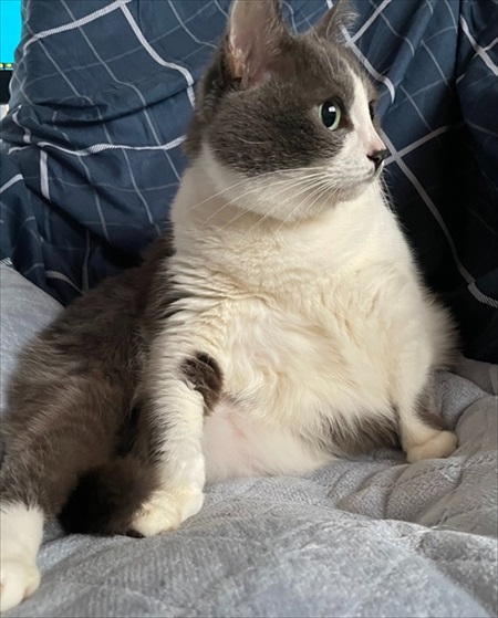 入口じゃないところから入る猫ちゃん