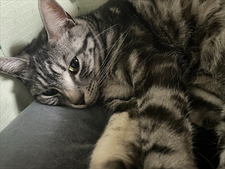 入口じゃないところから入る猫ちゃん