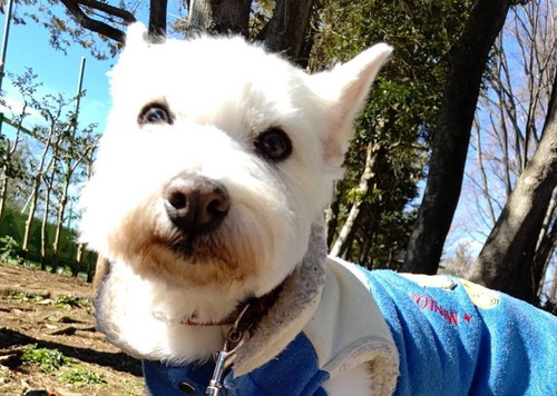 花粉ホイホイちーちゃん