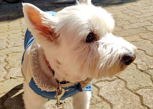 花粉ホイホイちーちゃん