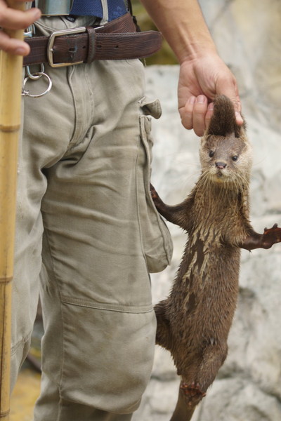 コツメカワウソ