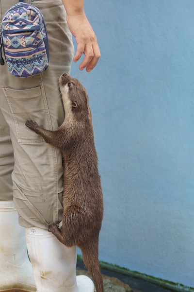 個性豊かなカワウソちゃん