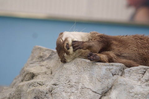 個性豊かなカワウソちゃん