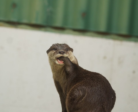 個性豊かなカワウソちゃん