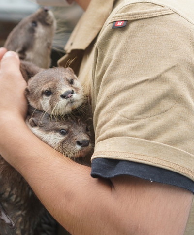 個性豊かなカワウソちゃん