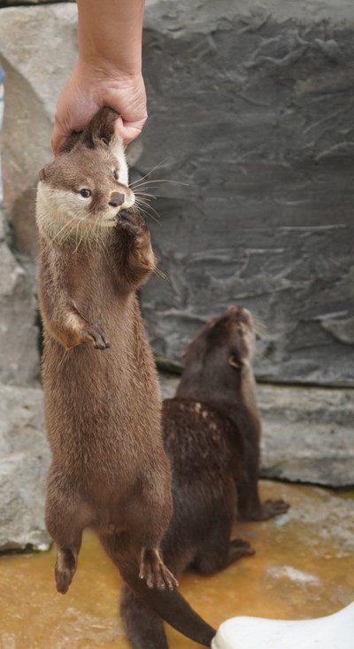個性豊かなカワウソちゃん