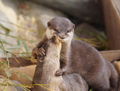 個性豊かなカワウソちゃん