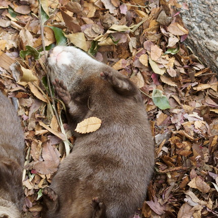 個性豊かなカワウソちゃん