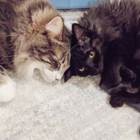 猫 毛づくろい やりすぎた