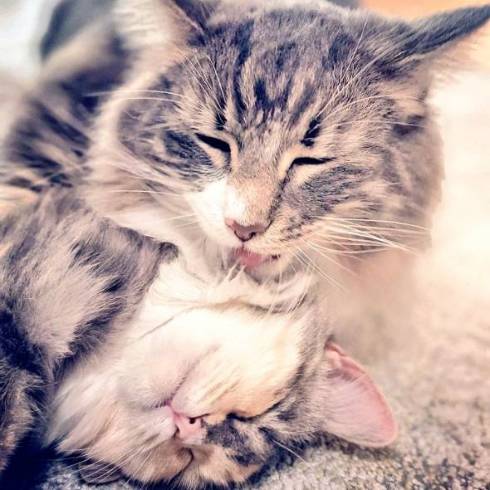 猫 毛づくろい やりすぎた