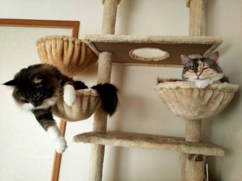 猫 毛づくろい やりすぎた